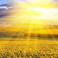 sunflower fields,