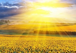 sunflower fields,