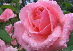 Drops On Pink Roses
