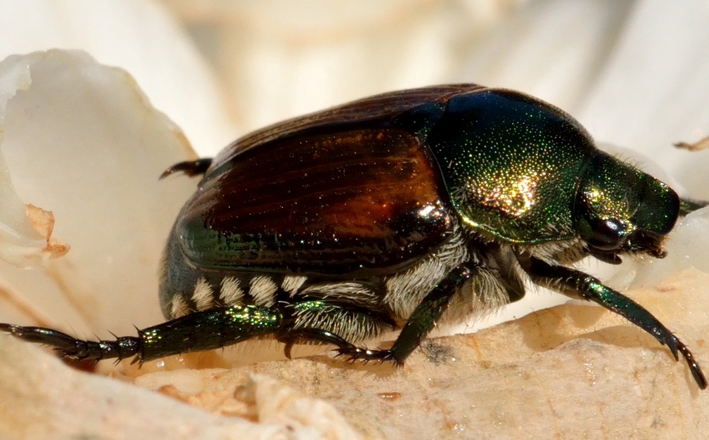 Macro Beetle