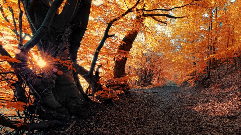 fantastic forest path on an autumn morning