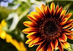Bright Sunflower