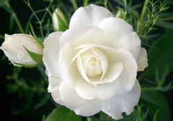 Gorgeous White Rose