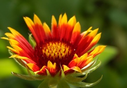 Close Up Flower