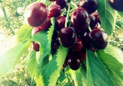 Who likes cherries? :)