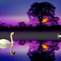 __The Colorful Swan Lake__