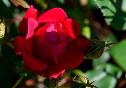 Macro Shadow Rose