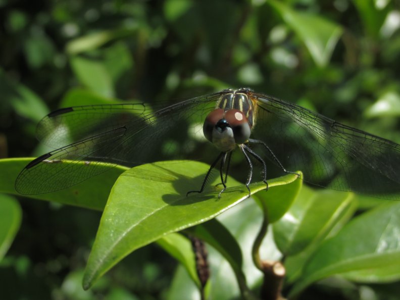dragonfly_eyes_close_up.jpg