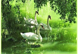 Swans masters of the Elements