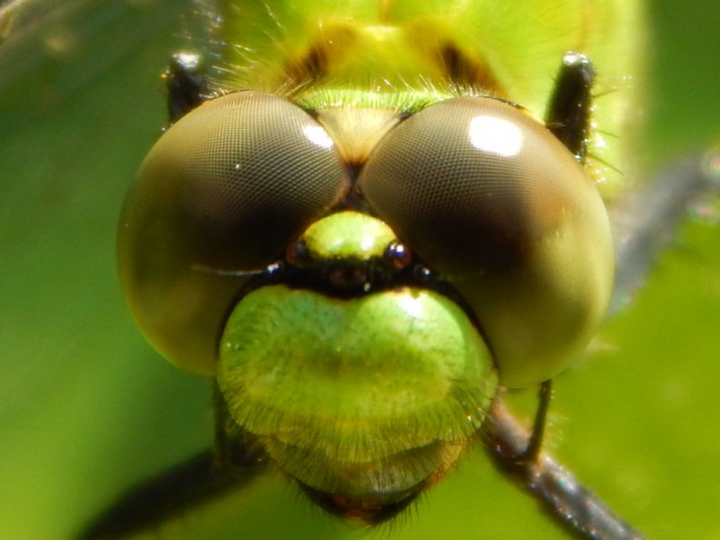 close_up_eyes_dragonfly.jpg