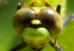 Close Up Eyes Dragonfly