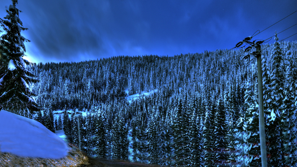 forest on a mountainside in winter hdr
