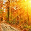 magnificent sunbeams through a forest in fall