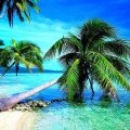 palm trees on a tropical beach