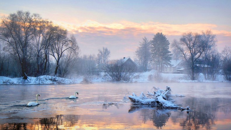 Winter Lake of Swans at Sunrise