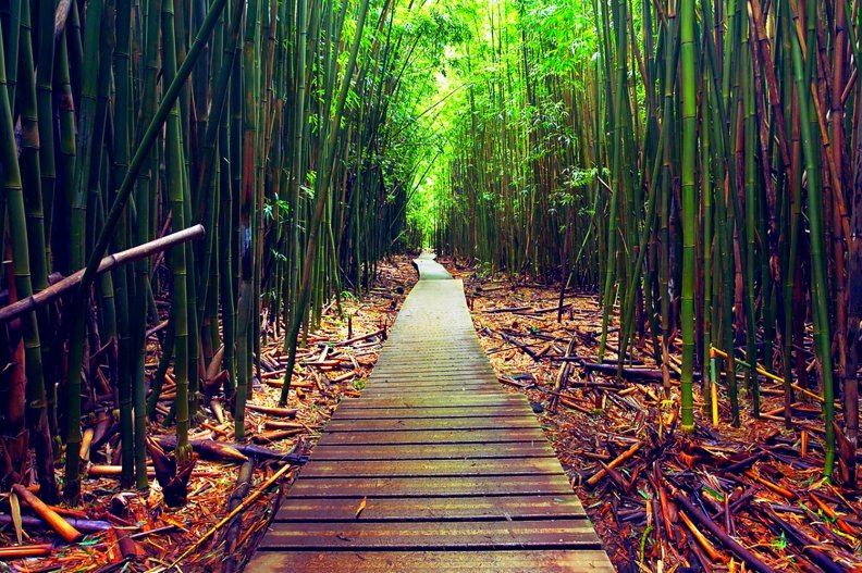 Bamboo Path, Maui Island