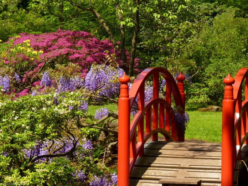 The red bridge in the gapanese garden