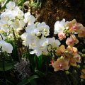 garden of beautiful orchids