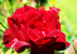 Pretty Red Rose