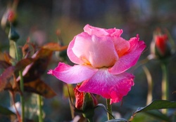 Pink Rose and Buds
