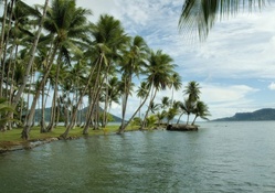 palm forest on shore in a tropical lake