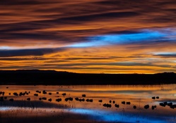 new mexico birds preserve lake at dawn
