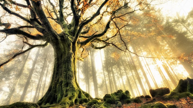 moss_covered_tree_in_a_mythical_forest_hdr.jpg