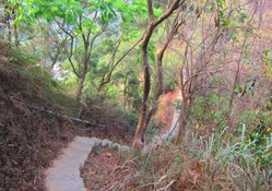stairs on a forest mountain path