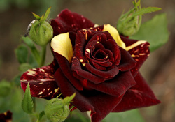 **Lovely Rose**