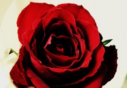Rose (My photography)