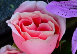 Macro Rose