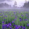 field of purple flowers on a foggy mornung