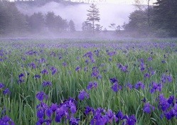 field of purple flowers on a foggy mornung