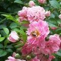 Honey Bee in Pink Roses