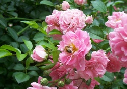 Honey Bee in Pink Roses