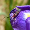Assassin Bug And Iris flower