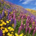 beautiful wildflowers on hillside in spring