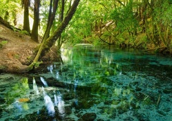 lovely clear forest stream