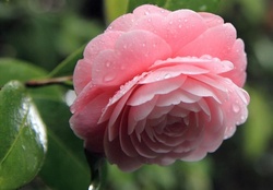 Camellia with raindrops