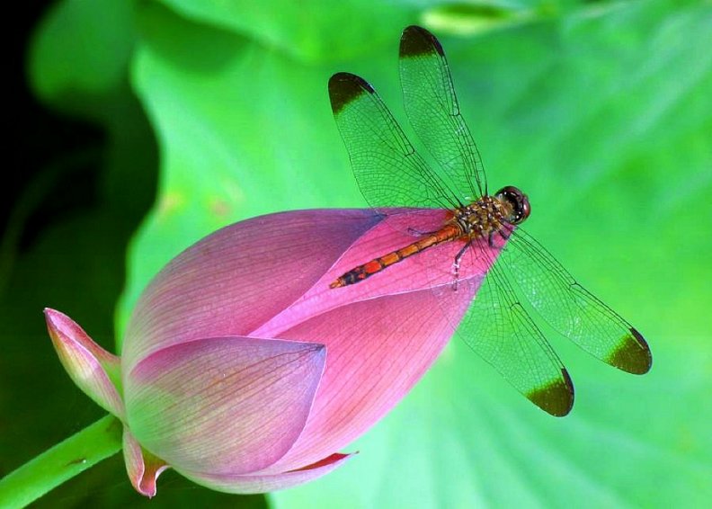 _Dragonfly can smell the Pollen_