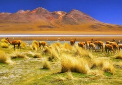 Andean Highlands