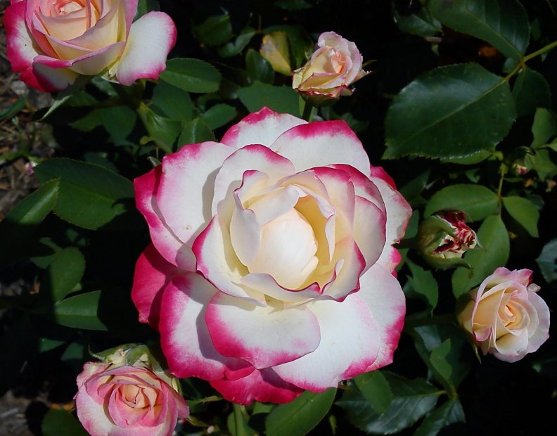 Pink Trimed White Rose