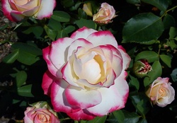 Pink Trimed White Rose