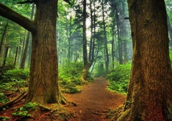 mystical path through a beautiful forest hdr