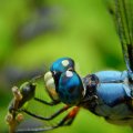 Blue Eyes Dragonfly