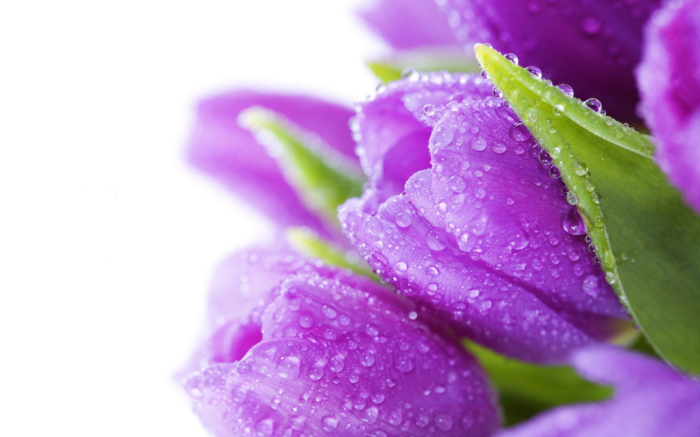 Purple drop tulips