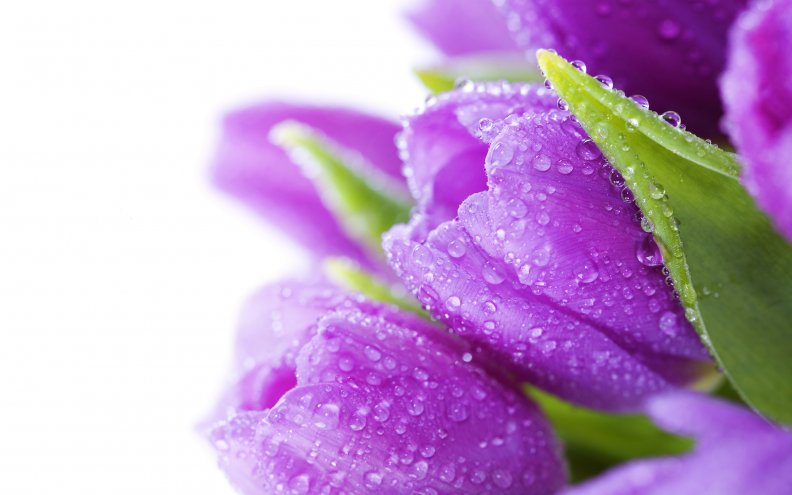 purple_drop_tulips.jpg