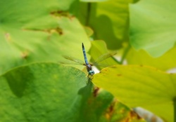 Macro Blue Dragonfly