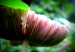 Mushroom After The Rain