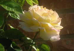 Splendid yellow rose